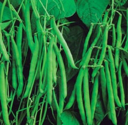 Picture of Dwarf French Bean - Montano